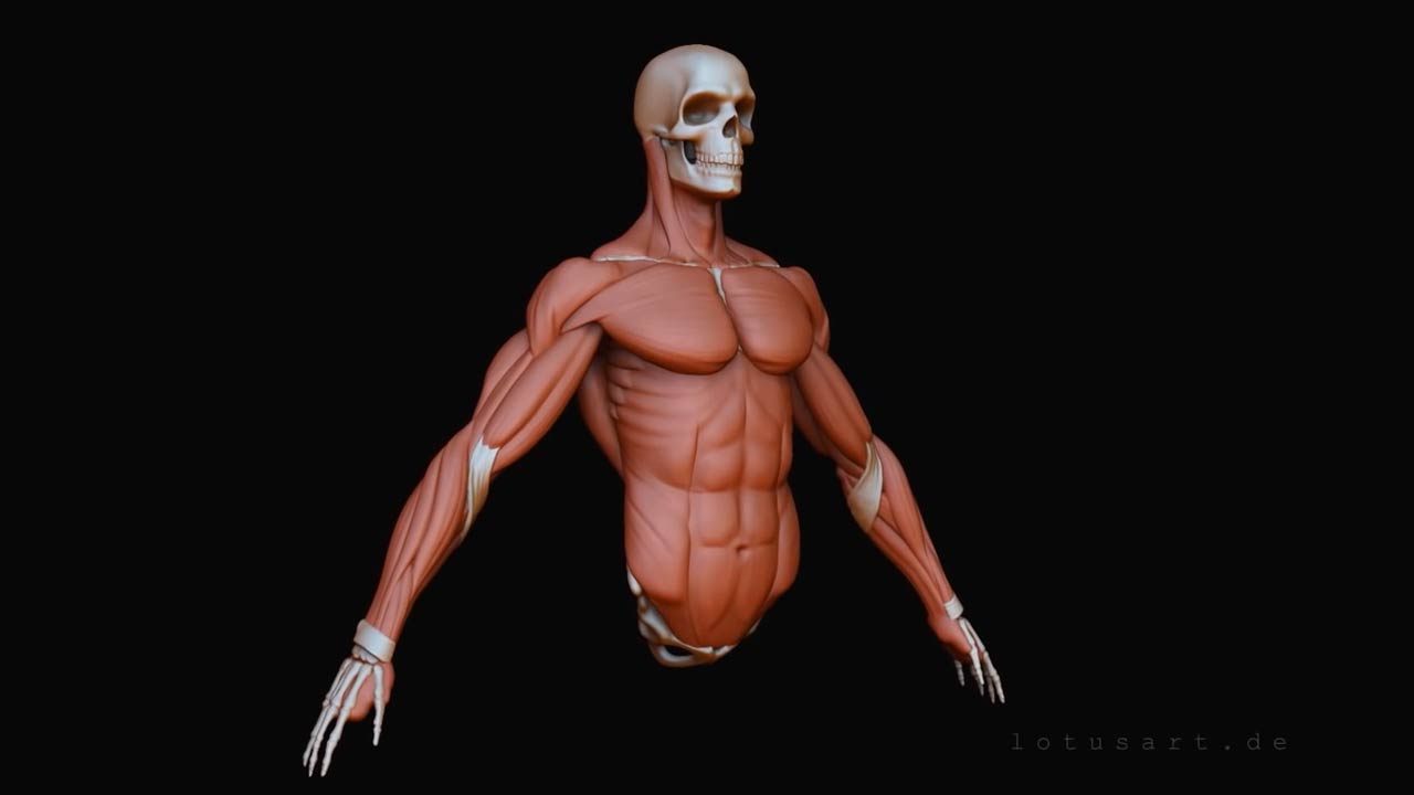 Arm-muskulatur-anatomie