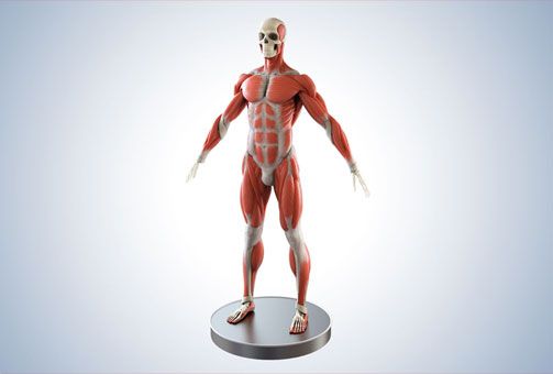medical-3d-visualization-muscle-structures-for-understanding