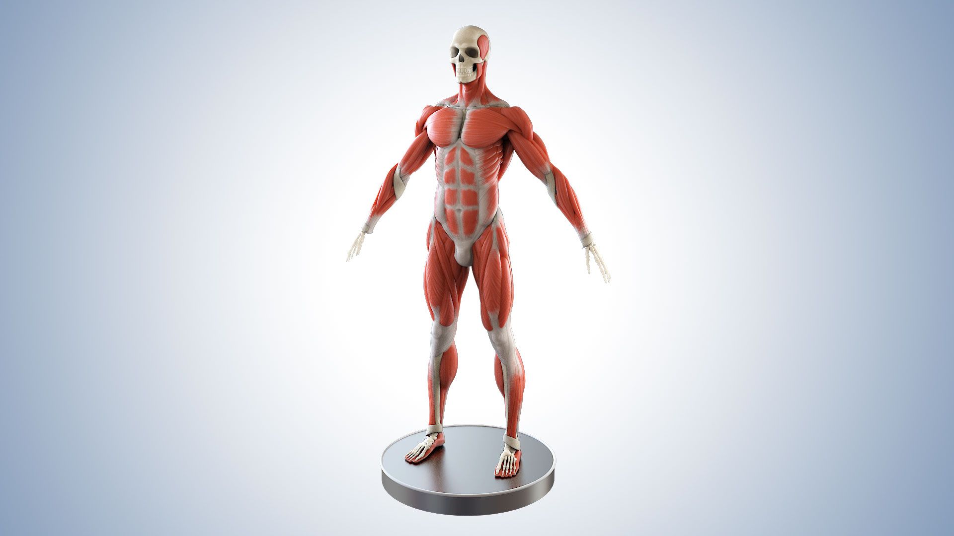medical-cgi-visualization-muscle-structures-for-understanding