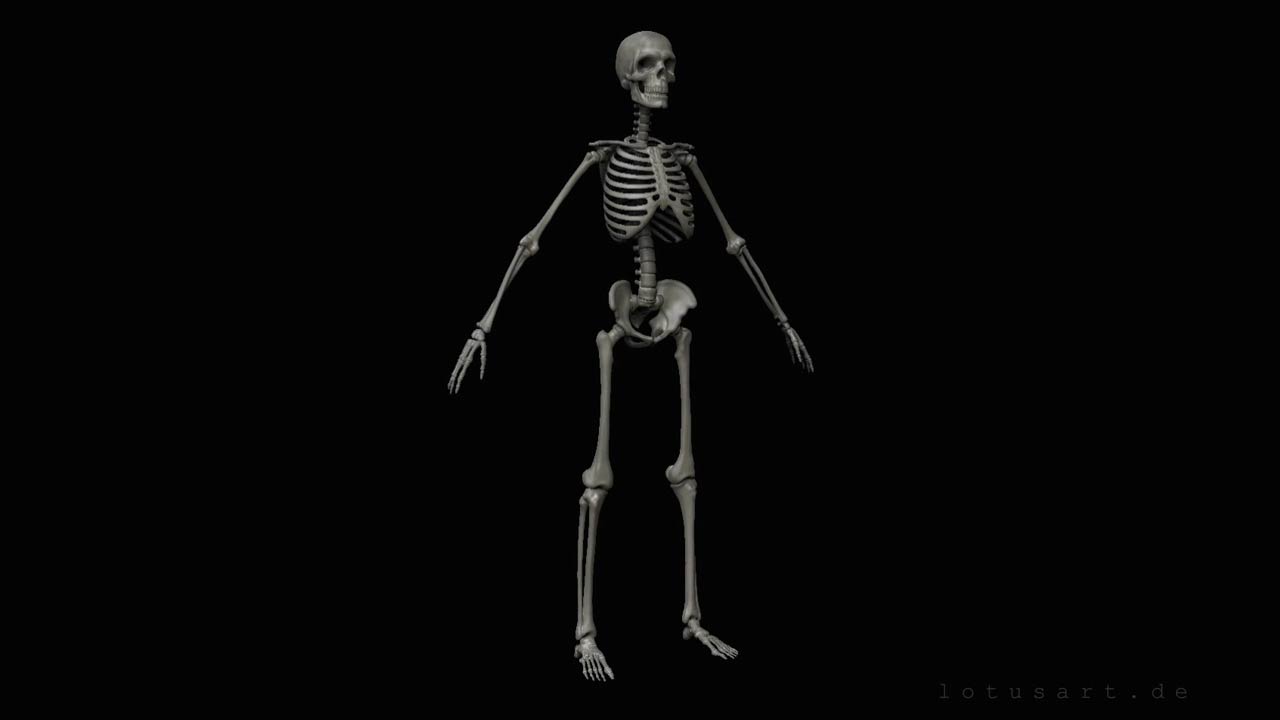 menschliches-skelett-anatomie