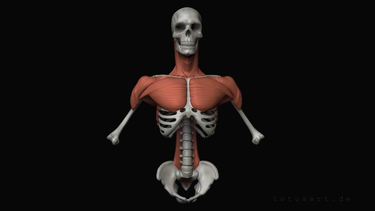 schulter-anatomie-muskel