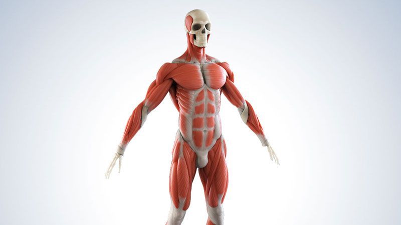 anatomie-character-medizin-visualisierung anatomie-character-medizin-visualisierung